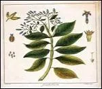 Après la cuisine du gargotier, il y aura nécessité de se rendre chez le Père Péca.