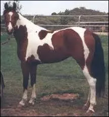 Quelle est cette race de cheval ?