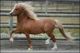 Quelle est cette race de poney ?