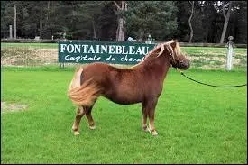Quelle est cette race de poney ?