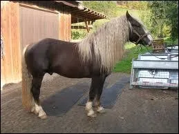 Quelle est cette race de cheval ?