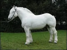 Quelle est cette race de cheval ?