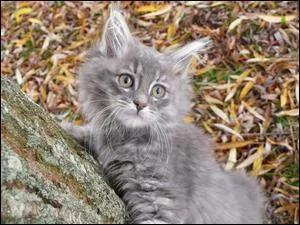 De quel clan Fléau est-il le chef ?