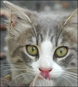 Dans quel clan est allée vivre Plume Grise et ses chatons ?