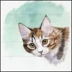 De quel clan Étoile Brisée était-il chef ?