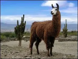 Quel est cet animal ?