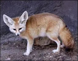 Quel est cet animal ?