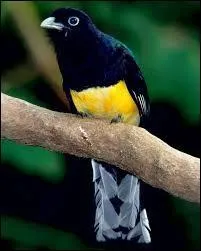 Quel est cet animal ?