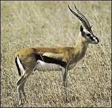 Quel est cet animal ?