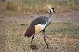 Quel est cet animal ?