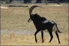 Quel est cet animal ?