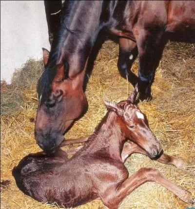A partir de combien de temps après la naissance le poulain peut-il marcher ?
