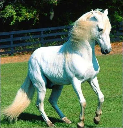 Ce cheval est :