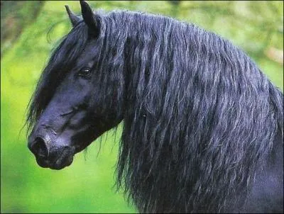 De quelle race est ce cheval ?