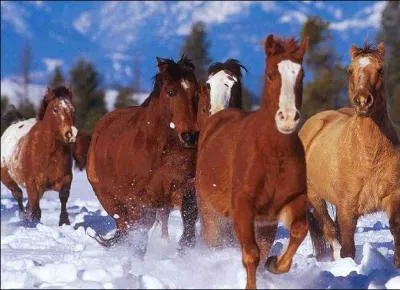 Qu'est-ce qu'un cheval entier ?