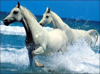 Les chevaux aiment-ils l'eau ?