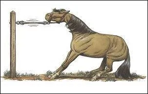 Que fait ce cheval ?