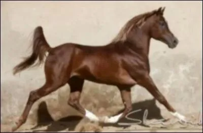 Quel est le mécanisme du trot ?