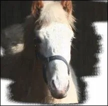 Les chevaux peuvent-ils vomir ?