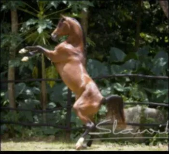 Quelle réponse n'a aucun rapport avec les chevaux ?