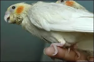 Chez les oiseaux, l'orifice 3 en 1 servant aux voies urinaires, intestinales et sexuelles est appelé :