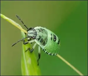 "The End" est aussi un insecte carnivore, il se nourrit particulièrement de pucerons. Cet animal se nomme "l'End" :