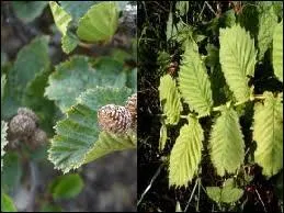 Quels arbres étaient considérés comme maudits, en raison de leur utilisation pour la réalisation des gibets ?