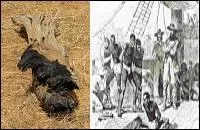 Selon le sens figuré, on en faisait le commerce entre Afrique et Caraïbes.