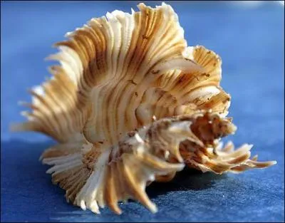 Comment s'appelle un collectionneur de coquillages ?