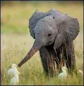 Si je vous dit "éléphants", vous me dites...