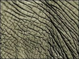 C'est un papier marbré, utilisé pour le pliage, qui porte le nom d'un pachyderme.