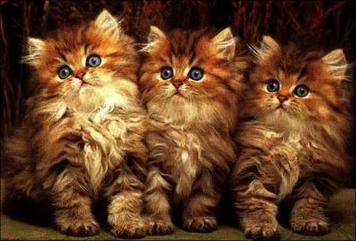 J'ai un grand frère, une grande soeur et une petite soeur, qui suis-je ?