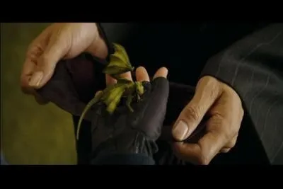 J'ai un rugissement mélodieux et je suis l'un des plus paisibles des dragons ! Qui suis-je ?