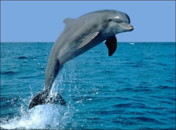 Combien pèse un dauphin ?