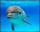 Pendant combien de temps peut vivre un dauphin ?