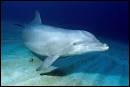 Combien de temps un dauphin peut-il rester sous l'eau ?