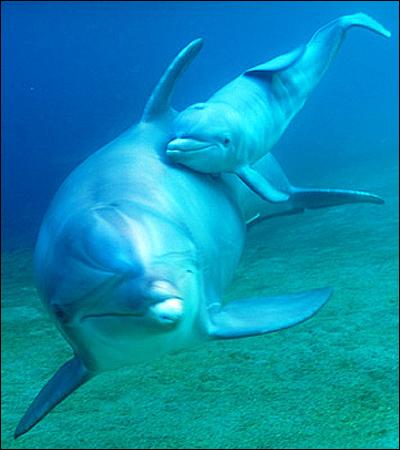 Combien de temps dure la gestation d'un dauphin ?