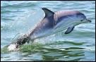À quelle vitesse maximum peut aller un dauphin ?