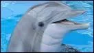 Les dauphins sont des :
