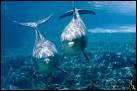 Quiz Dauphins