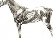 Quiz Les parties, les os, et les muscles du cheval