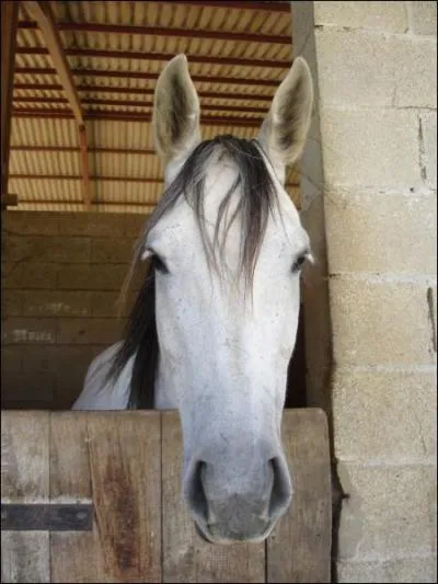 Pour monter un jeune cheval, il faut attendre que....