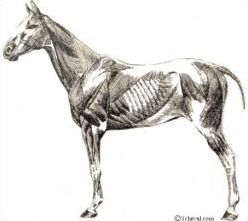 Quiz Chevaux