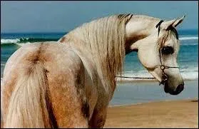 Quelle est cette race ?