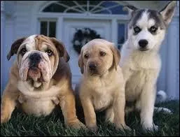 Quelles propositions sont vraies concernant cette image ?