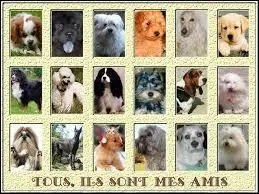 Quelles races ne retrouve-t-on pas sur ces images ?