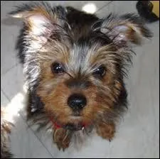 Quelle est cette race de chien ?