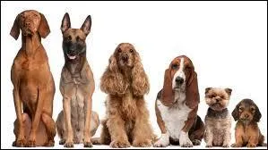 Dans cette photo, quelles races peut-on voir ?