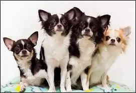 Dans cette photo, y a-t-il plusieurs races de chiens ?