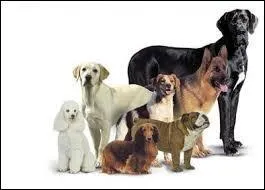 Sur cette photo, quelles races peut-on voir ?